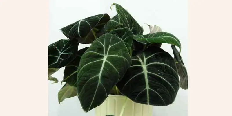 Декоративно лиственные растения - Алоказия Блэк Вельвет