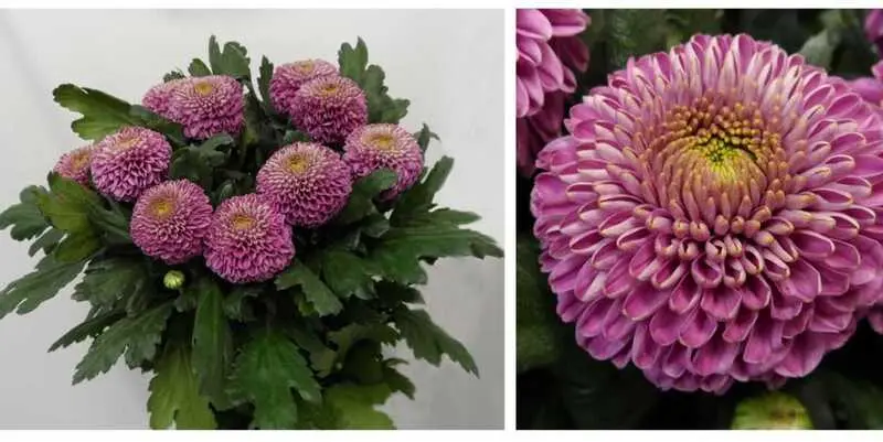 Лилак Зодиак 