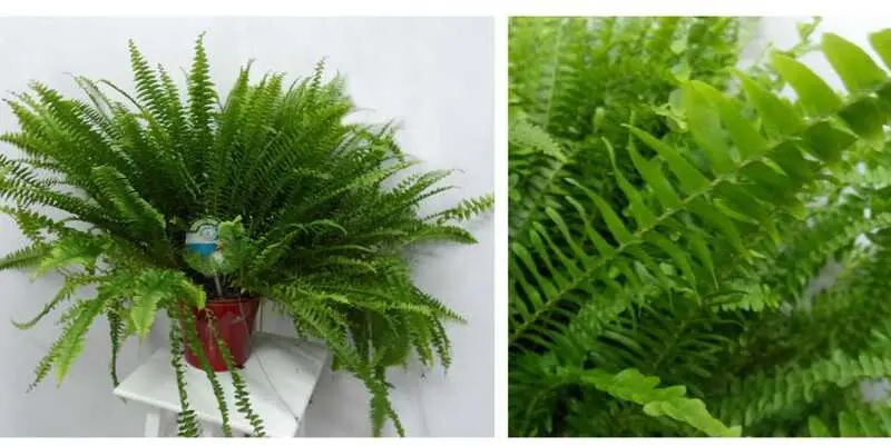 Нефролепис Грин Леди Д17