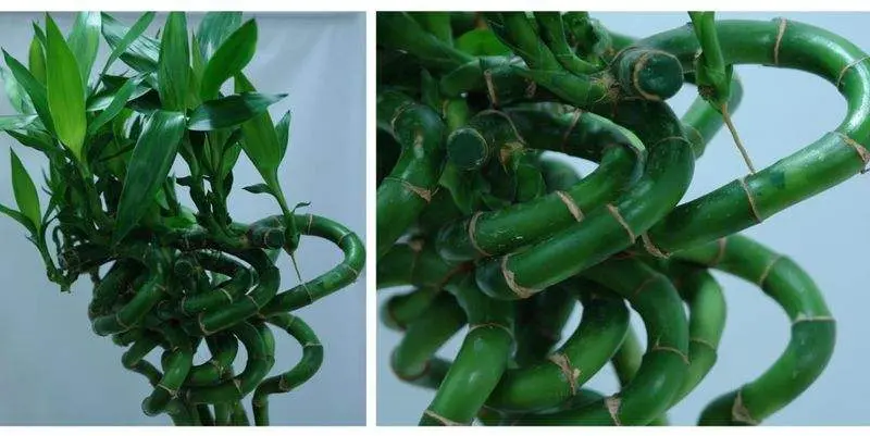 Бамбук Спираль (70)