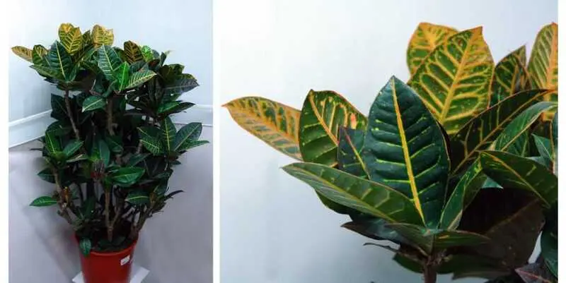 Кодиеум Петра Д33 Н130 