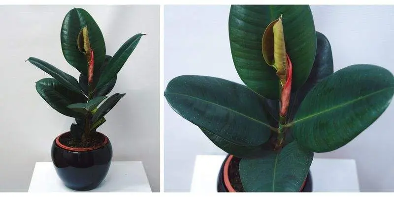 Фикус Эластика Робуста Д15 Н40