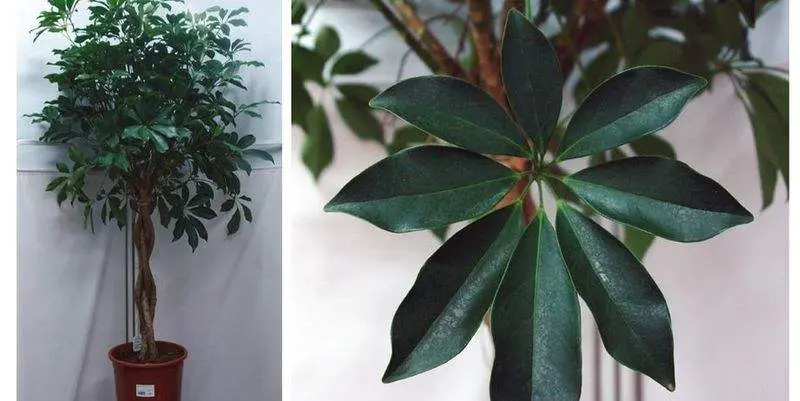 Шеффлера Компакта Д27 Н140