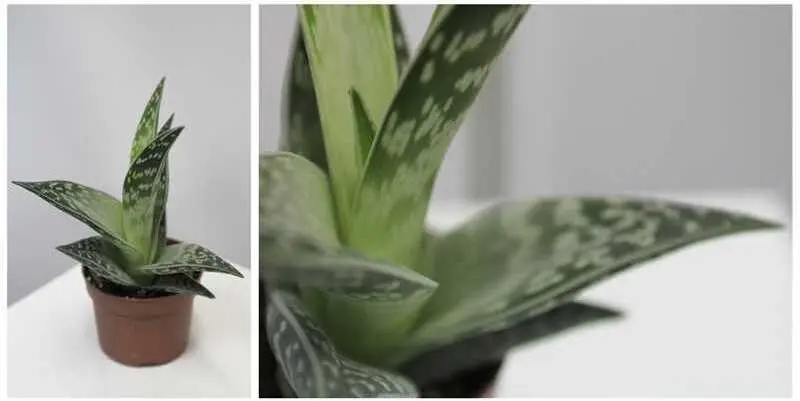 Алоэ Микс Д9