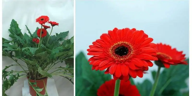 Гербера Д19 Н65