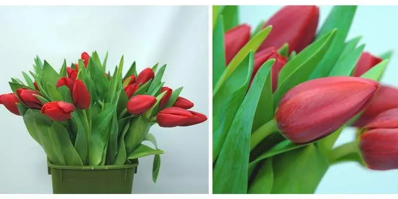 Иль Де Франс