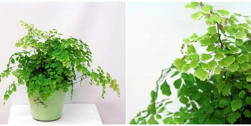 Адиантум Фриц-Люти Д12 Н30