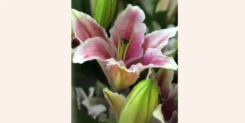 Лилии Марлон Пинк