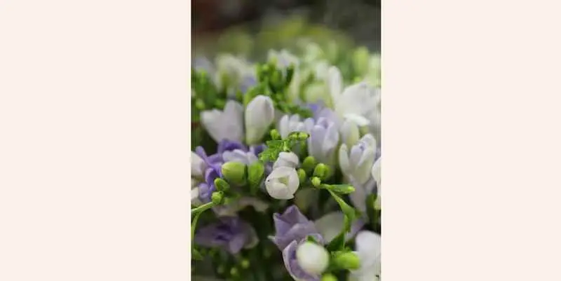 Фрезия Богемия (сиреневый)