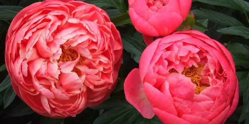 Пион красный