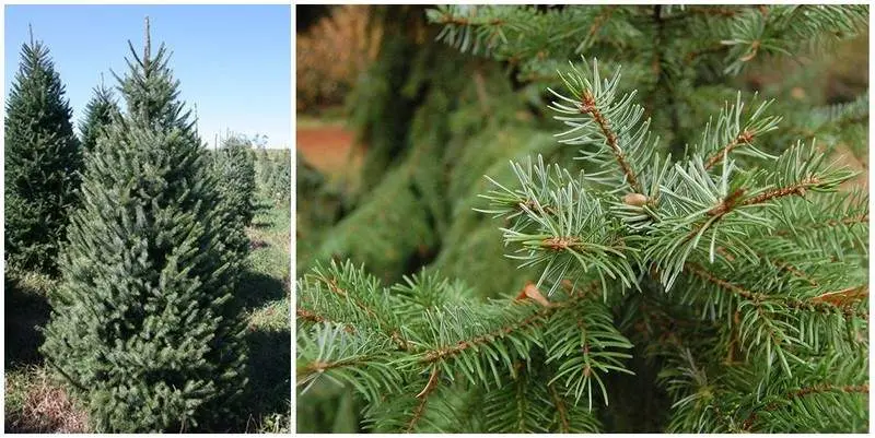 Живая Ель Норвежская